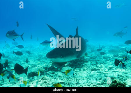 Tigerhai (Galeocerdo cuvier) Schwimmen über Coral Reef, fuvahmulah Insel, Indischer Ozean, Malediven Stockfoto