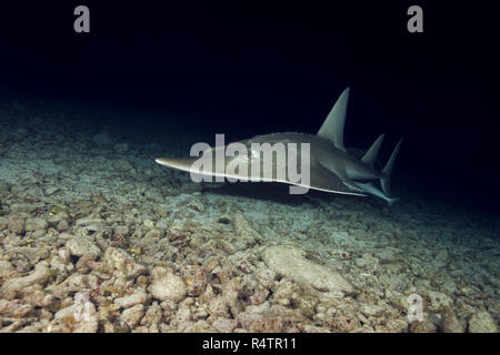 Riesige Guitarfish (Rhynchobatus djiddensis) schwimmt über Sandgrund in der Nacht, Indischer Ozean, Malediven Stockfoto