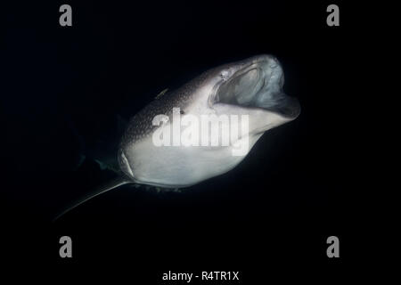 Tier portrait Der Walhai (Firma IPCON typus) mit offenem Mund, Fütterung Krill in der Nacht, Indischer Ozean, Malediven Stockfoto