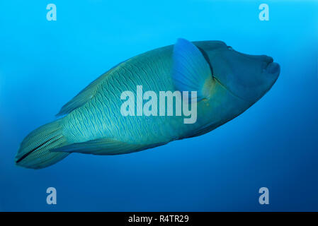 Humphead Lippfische oder Napoleonfish (Cheilinus undulatus) schwimmt im Wasser, Indischer Ozean, Malediven Stockfoto