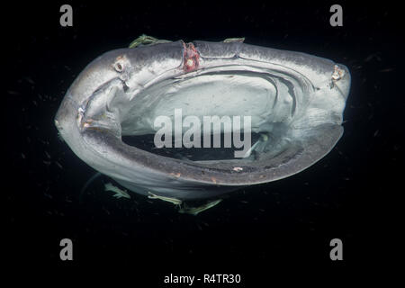 Tier portrait Der Walhai (Firma IPCON typus) mit offenen Mund, Filter - Fütterung Plankton in der Nacht, Indischer Ozean Stockfoto