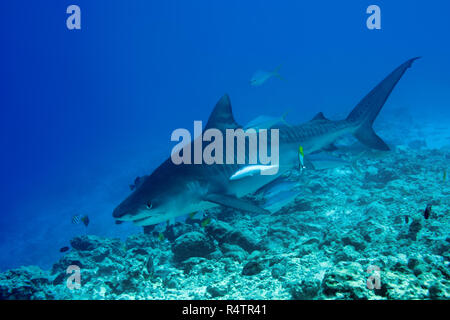 Tigerhai (Galeocerdo cuvier) Schwimmen über Coral Reef, Insel Fuvahmulah, Indischer Ozean, Malediven Stockfoto