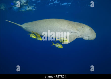 Schnorchler schwimmen mit Seekuh (Dugong dugon) mit goldenen Trevallys (Gnathanodon Speciosus) unter der Wasseroberfläche, Rotes Meer Stockfoto