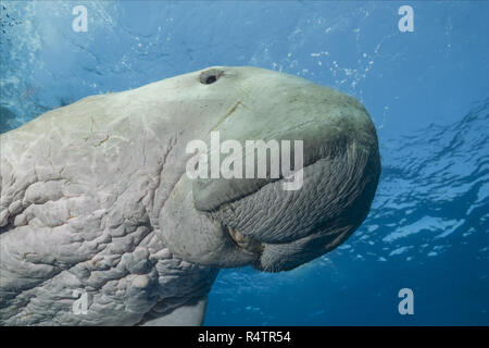 Seekuh (Dugong dugon) schwimmt unter der Oberfläche des blauen Wasser, Tier Portrait, Rotes Meer, Hermes Bay, Marsa Alam, Ägypten Stockfoto