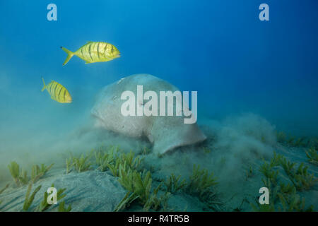 Seekuh (Dugong dugon) essen Seegras, mit goldenen Trevallys (Gnathanodon Speciosus), Rotes Meer, Hermes Bay, Marsa Alam, Ägypten Stockfoto