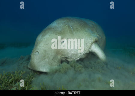 Seekuh (Dugong dugon) essen Sea Grass, Rotes Meer, Hermes Bay, Marsa Alam, Ägypten Stockfoto