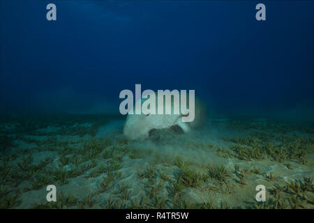 Seekuh (Dugong dugon) essen Sea Grass, Rotes Meer, Hermes Bay, Marsa Alam, Ägypten Stockfoto