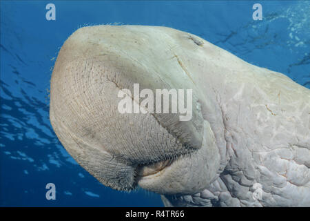 Seekuh (Dugong dugon) schwimmt unter der Oberfläche des blauen Wasser, Tier Portrait, Rotes Meer, Hermes Bay, Marsa Alam, Ägypten Stockfoto