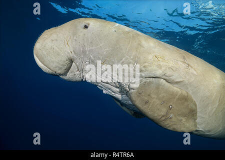 Seekuh (Dugong dugon) schwimmt unter der Oberfläche des blauen Wasser, Tier Portrait, Rotes Meer, Hermes Bay, Marsa Alam, Ägypten Stockfoto