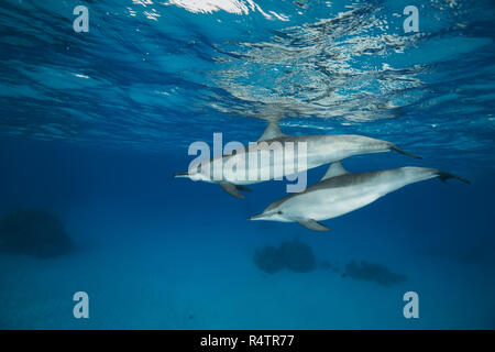 Paar Spinner Delfine (Stenella longirostris) Schwimmen im blauen Wasser von der Oberfläche spiegelt, Rotes Meer, Sataya Reef Stockfoto