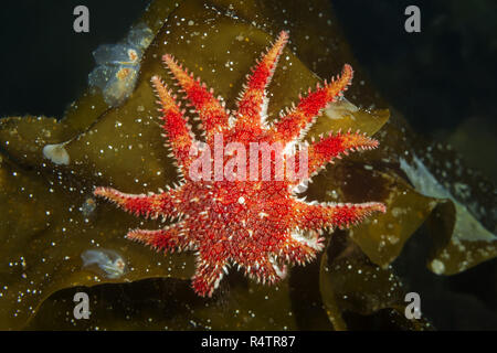 Schneeflocke Stern oder Gemeinsame Sun Star (Crossaster papposus) auf laminaria, Norwegische See, Nordatlantik, Norwegen Stockfoto