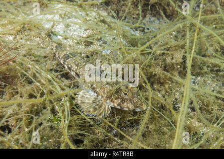 Weibliche vernetztem Dragonet (Callionymus reticulatus) liegt auf der Algen, Norwegische See, Nordatlantik, Norwegen Stockfoto