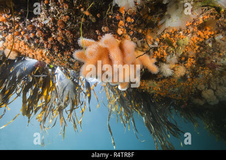 Der tote Mann Finger (Alcyonium Digitatum) und Klonale Plumose Anemonen (Metridium senile), die Hängenden Gärten von Aegir, Norwegische See Stockfoto
