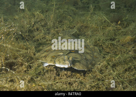 Scholle (Pleuronectes platessa) auf Algen, Norwegische See, Nordatlantik, Norwegen Stockfoto