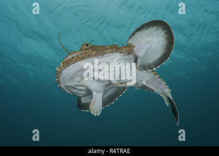Frosch - Fisch oder Seeteufel (Lophius piscatorius) unter der Oberfläche des Wassers, Norwegische See, Nordatlantik, Norwegen Stockfoto
