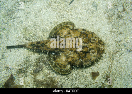 Seeteufel (Lophius piscatorius) liegt auf dem Sand, Norwegische See, Nordatlantik, Norwegen Stockfoto