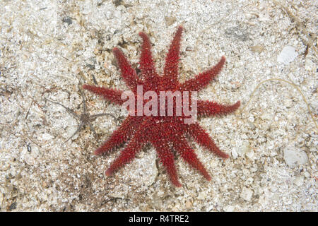 Gemeinsame Sun Star (Crossaster papposus) auf sandigen Boden, Norwegische See, Nordatlantik, Norwegen Stockfoto