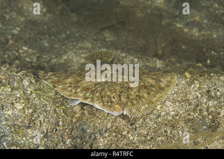 Scholle (Pleuronectes platessa) auf Sand, Norwegische See, Nordatlantik, Norwegen Stockfoto