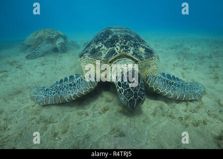 Zwei grüne Meeresschildkröten (Chelonia mydas) essen Sea Grass auf sandigem Grund, Rotes Meer, Marsa Alam, Ägypten Stockfoto