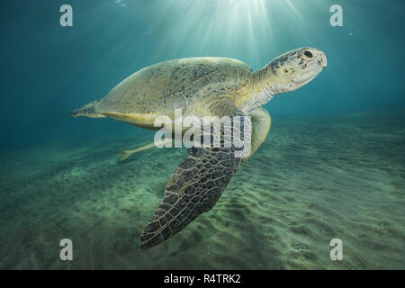 Grüne Meeresschildkröte (Chelonia mydas) mit Live (Echeneis naucrates sharksucker) Schwimmen im blauen Wasser, Rotes Meer, Marsa Alam, Ägypten Stockfoto