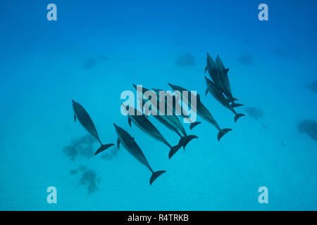 Ein Pod von Spinner Delfinen (Stenella longirostris) Schwimmen im blauen Wasser über sandigem Grund, Ansicht von oben, Rotes Meer, Marsa Alam, Ägypten Stockfoto