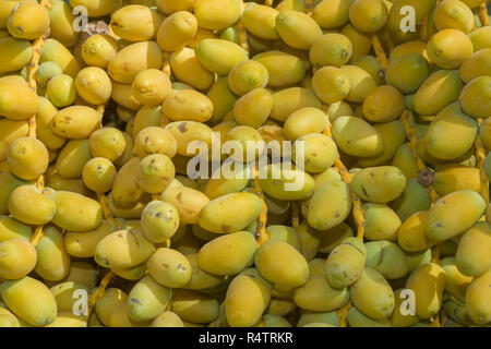 Nahaufnahme, reifes mit gelben Früchten Termine (Phoenix dactylifera), Ägypten Stockfoto