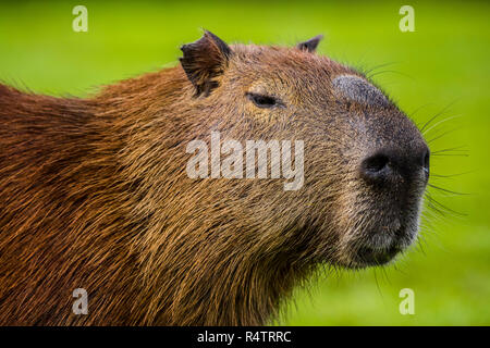 Capybara (Hydrochoerus hydrochaeris), Tier Portrait, Pantanal, Mato Grosso do Sul, Brasilien Stockfoto