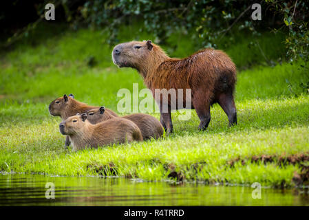 Capybaras (Hydrochoerus hydrochaeris), Dam mit jungen Tieren am Ufer, mit Blick, Pantanal, Mato Grosso do Sul, Brasilien Stockfoto