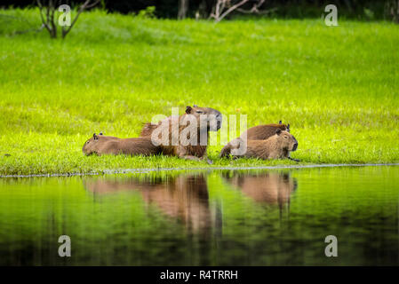 Capybaras (Hydrochoerus hydrochaeris), in der Gruppe ist am Ufer, Pantanal, Mato Grosso do Sul, Brasilien Stockfoto