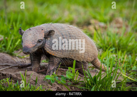 Big hairy Armadillo (Chaetophractus Villosus), Pantanal, Mato Grosso do Sul, Brasilien Stockfoto