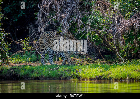 Jaguar (Panthera onca) am Ufer, Ufervegetation, Barranco Alto, Pantanal, Mato Grosso do Sul, Brasilien Stockfoto