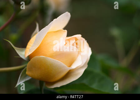 Rose Bud von Port Sunlight, eine schöne Englische Rose in Apricot orange, moschus Hybrid von David Austin, grüner Hintergrund mit Kopie Raum, ausgewählten f gezüchtet Stockfoto