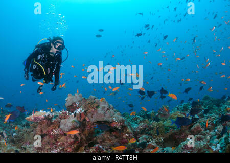 Weibliche Scuba Diver swimming über Korallenriff und eine Herde von bunten Fischen, Indischer Ozean, Malediven Stockfoto