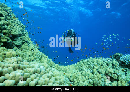 Kamera Mann Scuba Diver schwimmt in der Nähe von Dome Coral (Porites nodifera), Rotes Meer, Sharm El Sheikh, Sinai, Ägypten Stockfoto