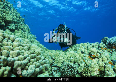 Kamera Mann Scuba Diver schwimmt in der Nähe von Dome Coral (Porites nodifera), Rotes Meer, Sharm El Sheikh, Sinai, Ägypten Stockfoto