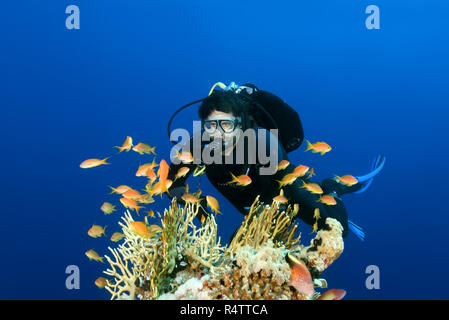 Scuba Diver swimming in der Nähe von Coral Reef und schaut auf einen Schwarm von Fischen Meer goldie (Pseudanthias squamipinnis), Rotes Meer, Ägypten Stockfoto