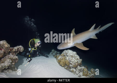 Weibliche Taucher sieht am Shark in der Nacht, Tawny Ammenhai (Nebrius Art), Indischer Ozean, Malediven Stockfoto