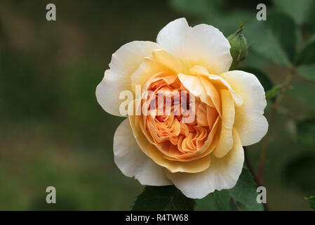 Schöne Rose Blüte creme-apricot-orange, die englische Rose Port Sunlight ist ein Moschus Hybriden gezüchtet von David Austin, grüner Hintergrund mit Kopie spac Stockfoto