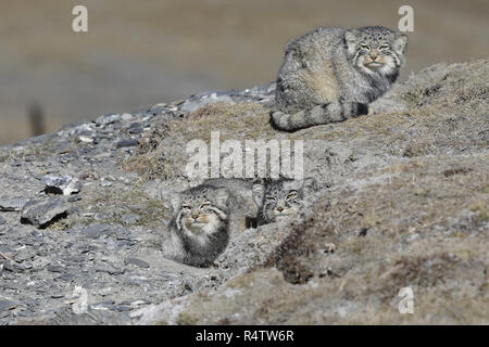 Zwei Pallas Cat's Stockfoto