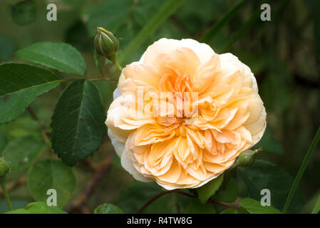 Port Sunlight, schöne Englische Rose mit Apricot orange Blume, moschus Hybrid von David Austin, grüner Hintergrund mit Kopie Raum, ausgewählte Sof gezüchtet Stockfoto