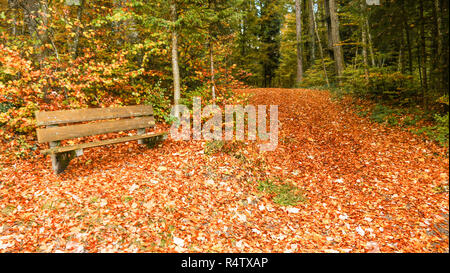 Eine leere Holzbank im Park im Herbst Saison Stockfoto