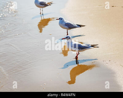 Möwen am Strand Stockfoto