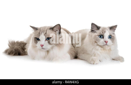 Ragdoll Katzen vor weißem Hintergrund Stockfoto