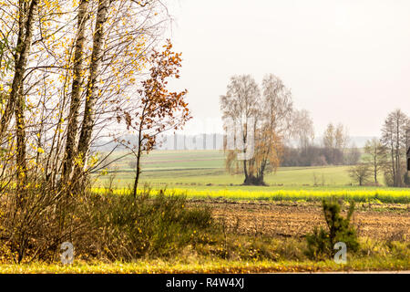 In den späten Herbst. Am Waldrand an einem sonnigen Tag. Birke ohne Blätter. Feld und Wald im Hintergrund. Podlasien, Polen. Stockfoto