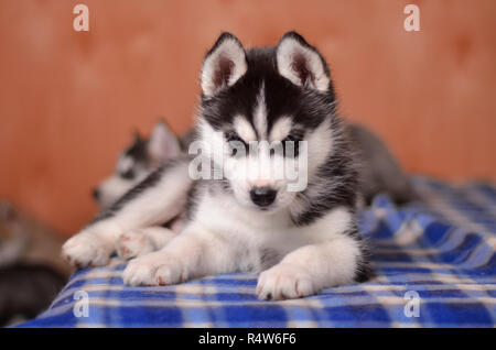 Aufmerksame Husky Welpen Schwarz und Weiß auf überprüft Plaid in die Kamera schaut Stockfoto