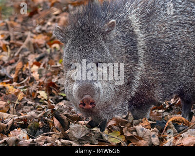 Peccary Pecari tajacu CAPTIVE Collared Stockfoto