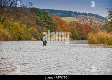 Lachs Angeln am Fluss Tweed Schottland Stockfoto