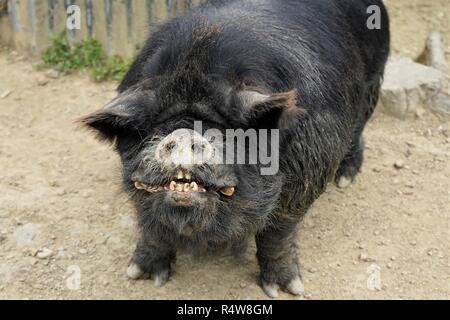 Schwarz Kune kune Schwein in die Kamera schaut und zeigt seine Zähne, Neuseeland Südinsel Stockfoto