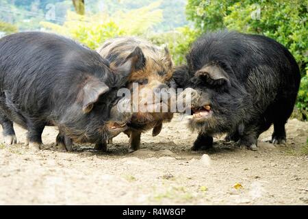 Drei kune kune Schweine, die in der Farm in Neuseeland Südinsel Stockfoto