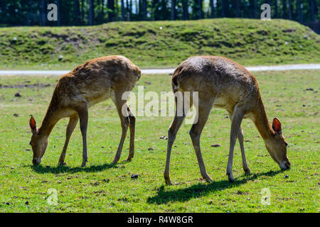 Der Eld Rotwild (Rucervus eldi), Blair Drummond Safari Park, in der Nähe von Stirling, Schottland, Großbritannien Stockfoto